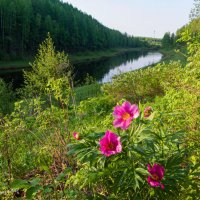 Цветение символа Республики Коми - Пиона уклоняющегося на берегу реки Седъю (Сьӧд ю) :: Николай Зиновьев