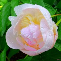Пионы - это розы без шипов и украшение июня! :: Андрей Заломленков (настоящий) 