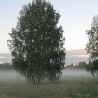Сиреневый туман :: Сергей Никифоров
