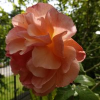 За красоту мы любим розы, Их дивный запах, аромат... :: Galina Dzubina