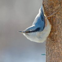 про поползня  суетливого :: Andrey Bragin 