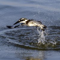 Вылет зимородка из под воды. :: Alexander Amromin