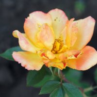 Цветок розы. :: сергей 
