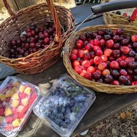 Сезон ягод на Голанах в Израиле. :: Светлана Хращевская