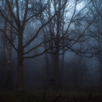 Туманный рассвет в лесу :: Анна Малышева