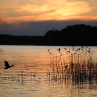 Летний вечер на озере :: liudmila drake