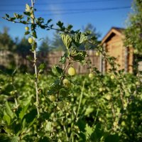 Крыжовник :: Елена Пантелеймонова