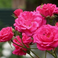 Цветут июньские розы :: Татьяна Смоляниченко