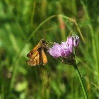 Миниатюрная толстоголовка (Ancyloxypha numitor) :: Зоя Мишина