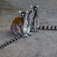 Lemur-glamor-sweet couple :: Shmual & Vika Retro