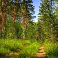 Лето в лесу :: Зореслав Волков