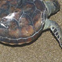 Mersin. Морская черепаха   Caretta Caretta :: Murat Bukaev 
