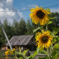 Подсолнухи :: Александр 