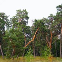 Шебекинские сосны :: Сеня Белгородский