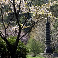 Сакура в Японском саду. Апрель :: Михаил Бибичков