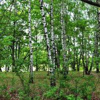 Берёзовая роща в Коломенском :: Светлана 