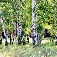 Люблю берёзку русскую, то нежную, то грустную... :: Восковых Анна Васильевна 