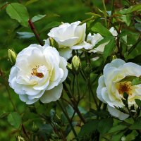 Белые розы, белые грёзы.... :: Светлана 