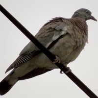 Лесной голубь :: Сеня Белгородский