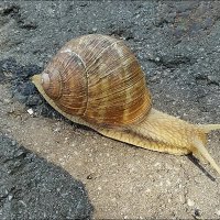 Виноградная улитка ( Helix pomatia) :: Сеня Белгородский