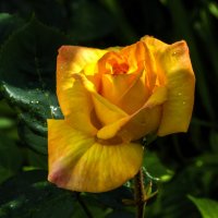 Бутон жёлтой розы :: Валентин Семчишин