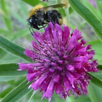 Вкусный клевер луговой (Trifolium pratense) :: Raduzka (Надежда Веркина)