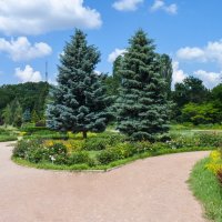 Голубые ели в ботаническом   саду :: Валентин Семчишин