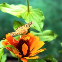 Бабочка и цветок :: Валентин Семчишин