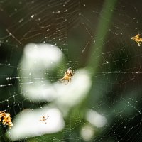 Маленький хозяин большой паутины... :: Юрий ЛМ