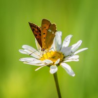 Бабочки :: Татьяна Семенова