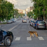 Собака знает где дорогу переходить! :: Сергей Шатохин 