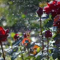 Купание роз в саду (день Ивана Купала) :: Татьяна Лютаева