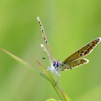 Бабочка  голубянка :: Геннадий Супрун
