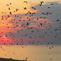 Восход над Куршским заливом :: Владимир Самсонов
