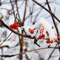 Первый снег :: Михаил Петрик