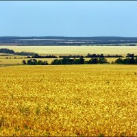 Виды на урожай. :: . Олег...