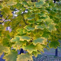 Осенние листья. :: Лариника Кузьменко