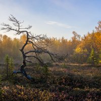 Осенний северный лес :: Альберт Попов
