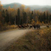 Осенний пейзаж с конями и электрическим столбом. :: Евгения Вишнякова