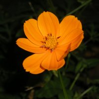 цветок :: дмитрий панченко