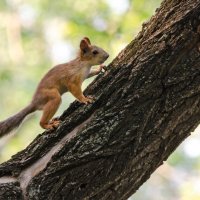 squirrel :: Tutsan 