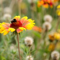 Bumblebee collects nectar :: Tutsan 