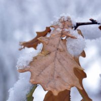 Дубовый листок остался на ветке родимой... зимовать! :: Ольга Логачева
