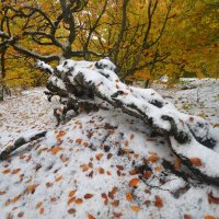 Контрасты октября :: Николай Кувшинов