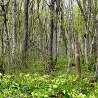Весенний лес :: Снежана Орно-Орлова
