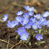 Цветы весны :: Max srmax.ru Morozov