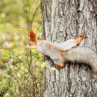 Squirrel :: Виталий Доарме
