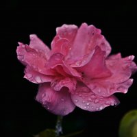garden rose :: Наталья Лев