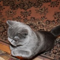 Кошка Масяня :: Tatiana Zyablova