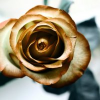 золотая роза.. :: Ирина Осерцова